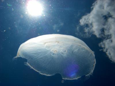 Прикрепленное изображение: HBB8v3HczjY.jpg